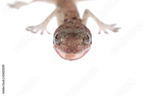 gecko babe isolated