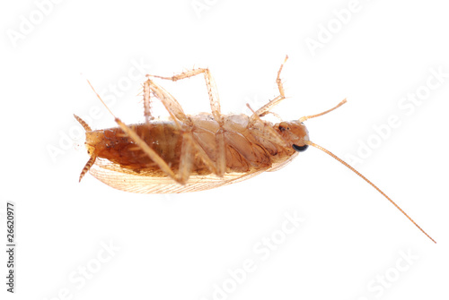 german cockroach isolated © defun