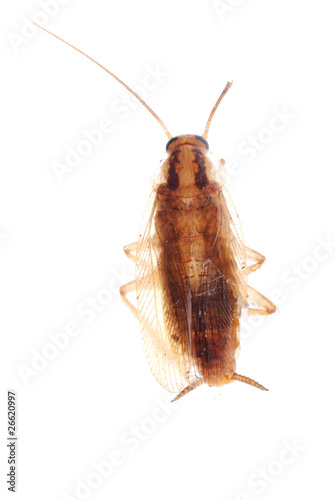 german cockroach isolated
