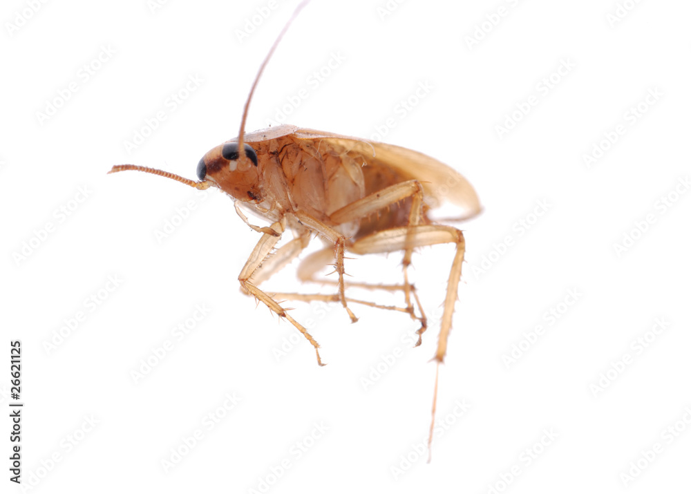 german cockroach isolated german cockroach isolated