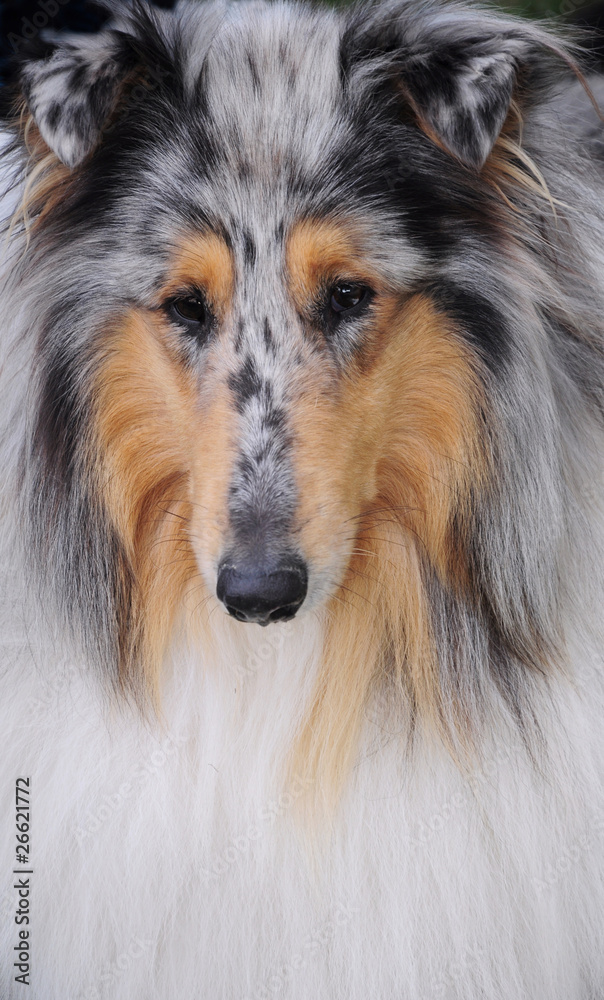 collie