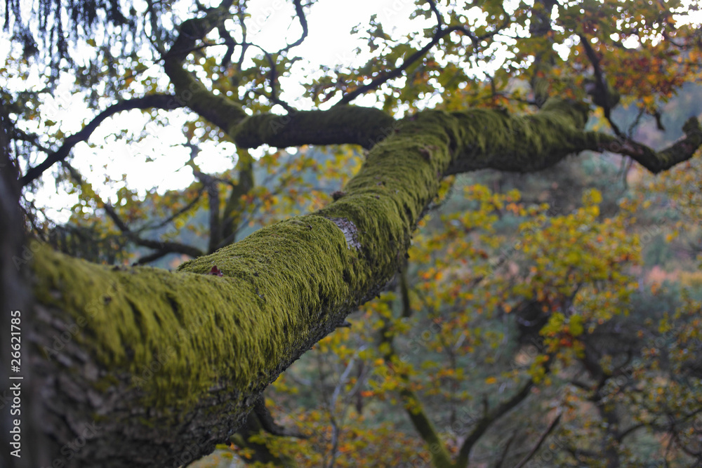 Fototapeta premium wald