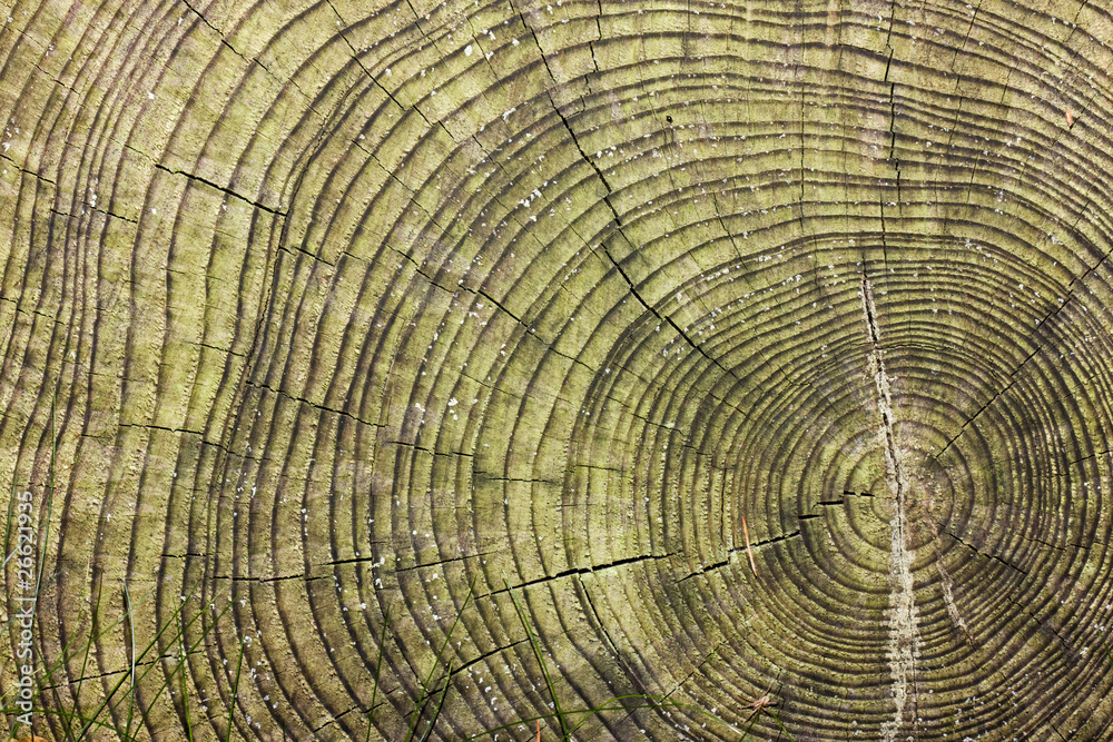 Anual rings in a tree trunk Anual rings in a tree trunk