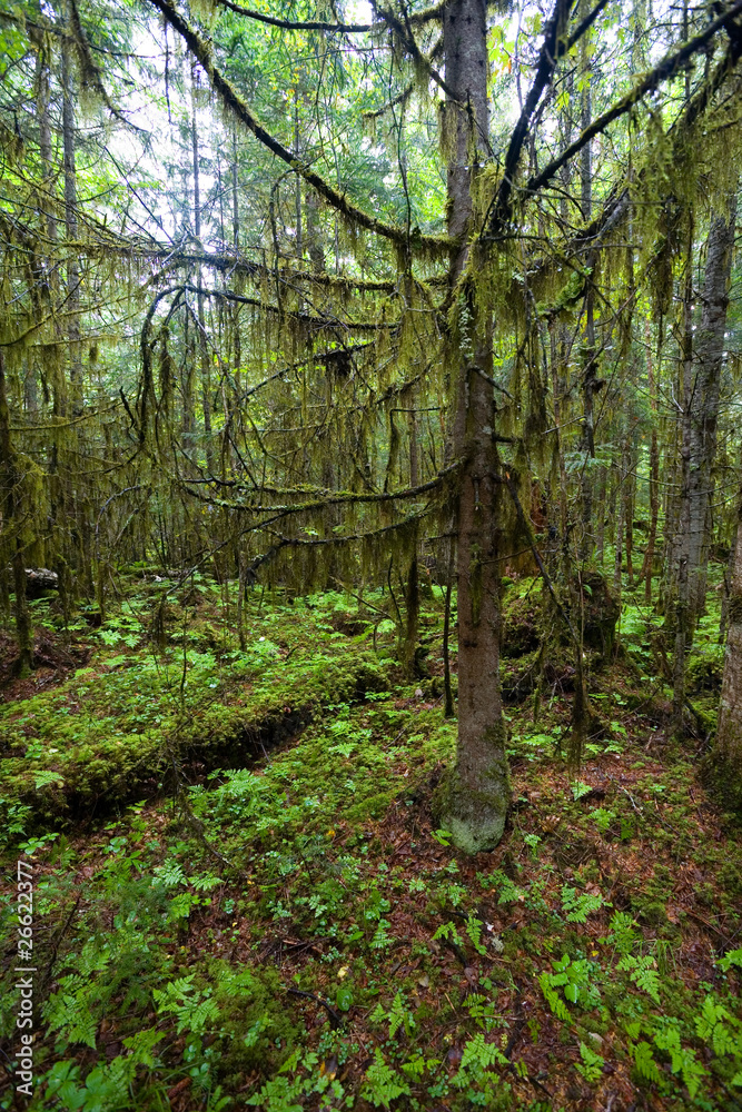 Fototapeta premium Morning in the ancient coniferous forest