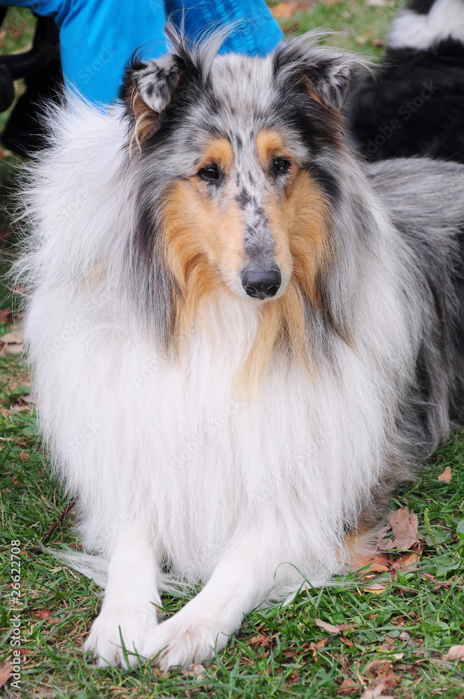 collie