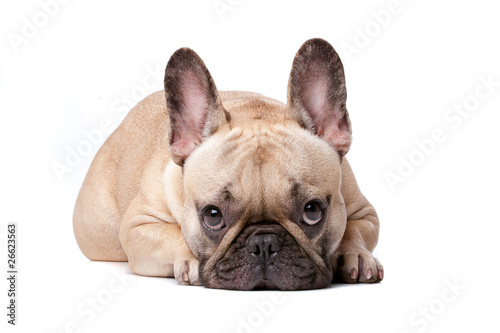 Cute french Bulldog isolated on white