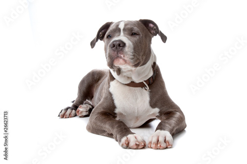 Photographie english staffordshire bull terrier isolated on white