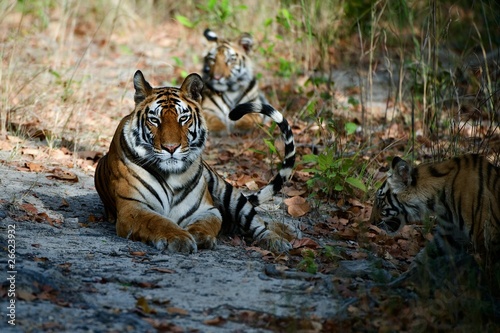 Bengal Tigers #26623932