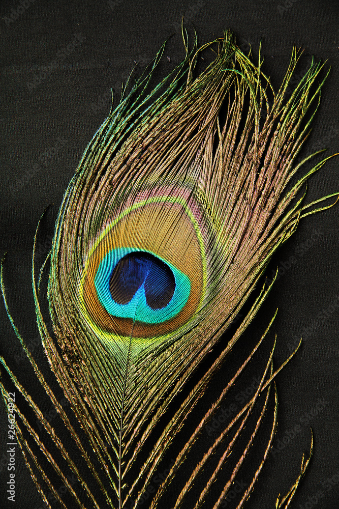 Naklejka premium Peacock feather