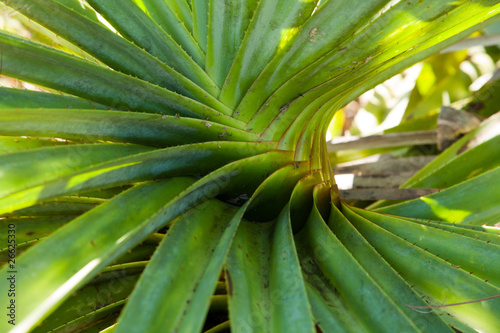Succulent fat plant