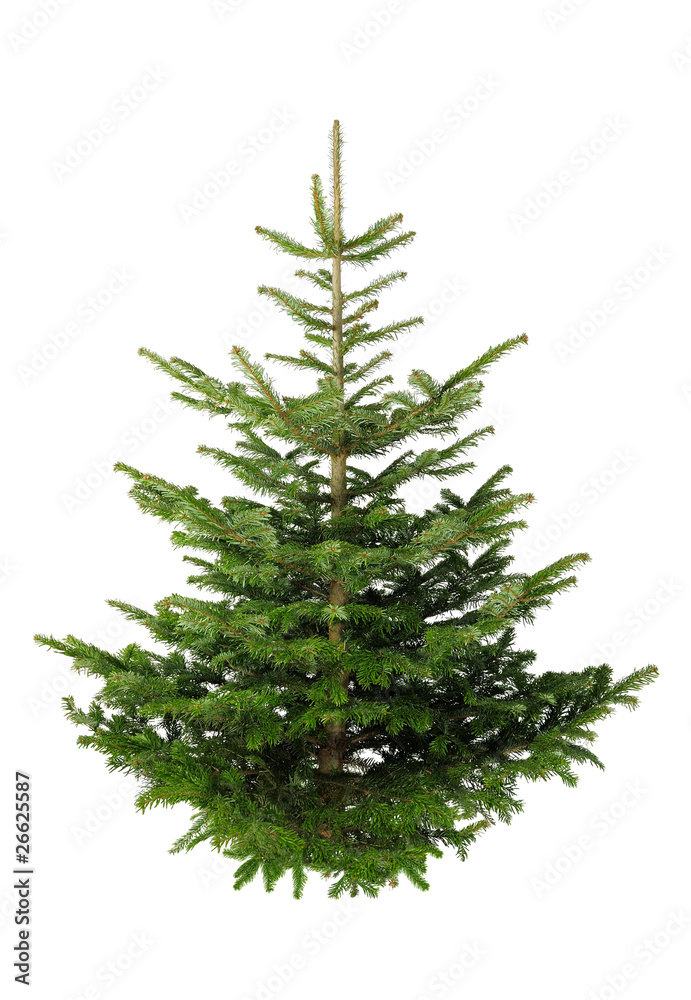 Fototapeta premium Christbaum ohne Schmuck auf weiß