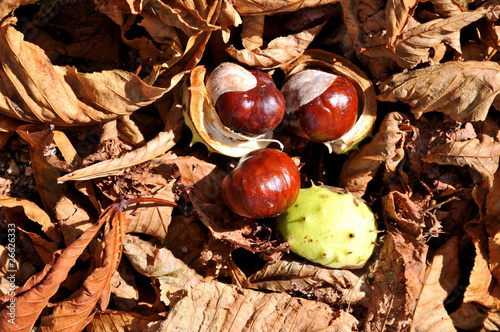 Castagne d'India photo