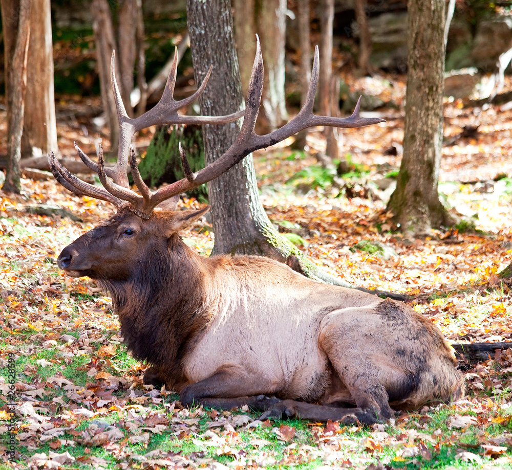 Elk Resting on a Fall Day