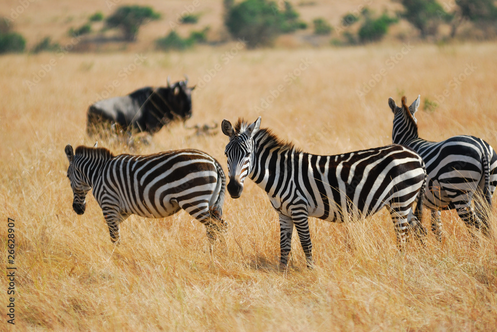 Naklejka premium Zebras herd