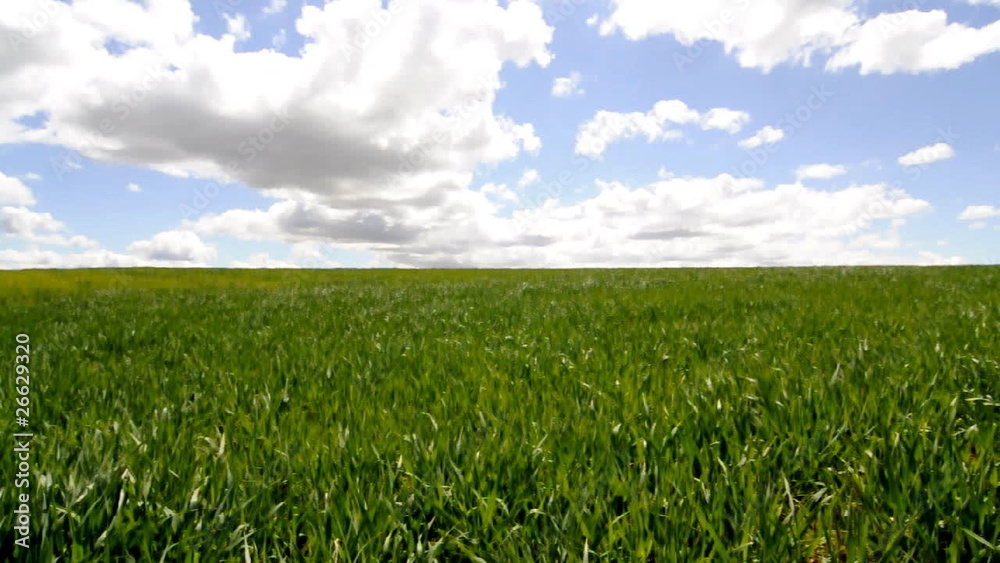 Campo de trigo en primavera