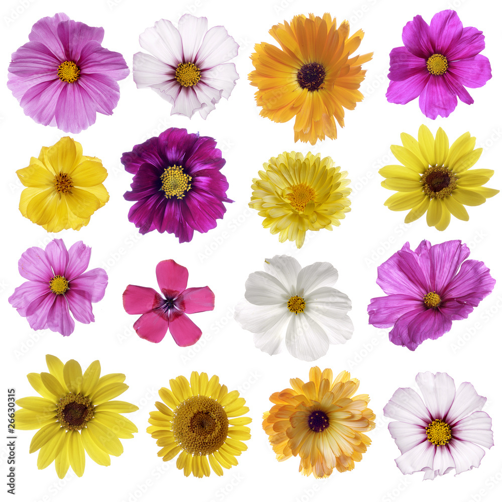 Herbstblumen - bunte Mischung Herbstblumen - bunte Mischung