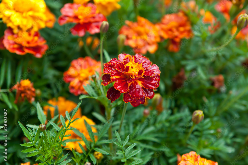 flowers flowers