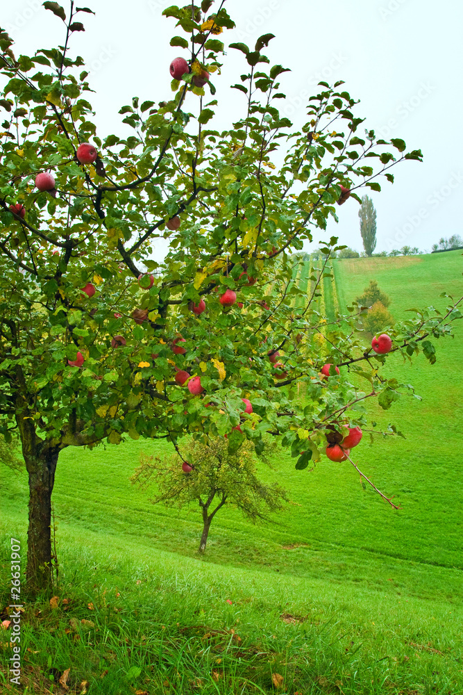 Apfelbaum Apfelbaum