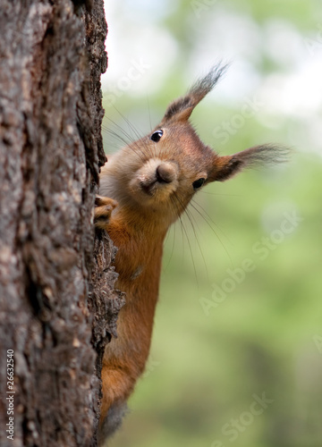 The squirrel looks out because of a tree trunk
