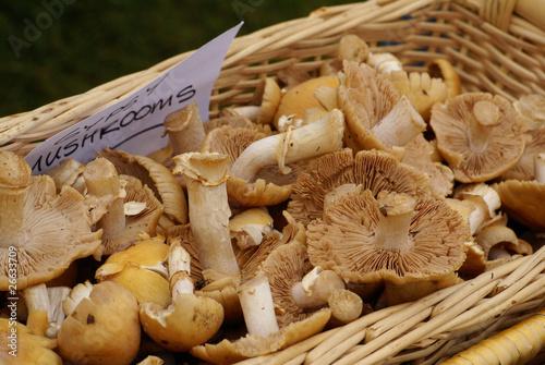 Gypsy Mushrooms Rozites Caperata At Farmers Market Stock Photo Adobe Stock
