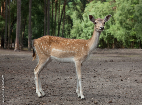 cute young deer in the forest