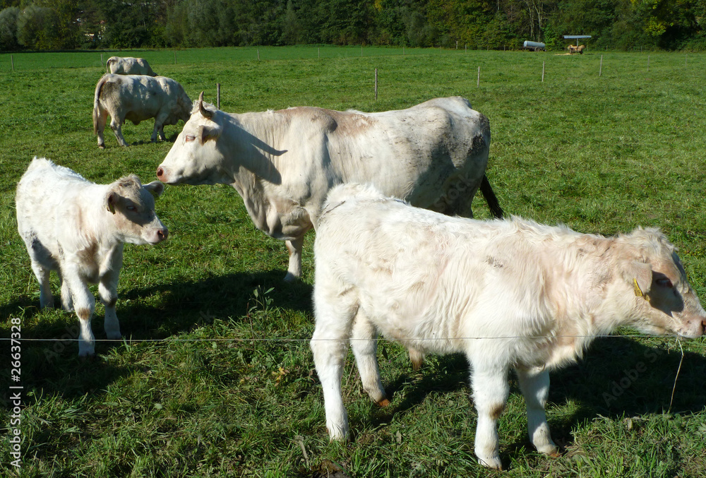 Obraz premium Kühe auf der Weide