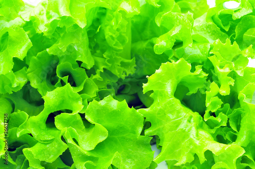 bunch of fresh green salad isolated
