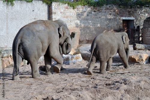 Elephants walking around enclosure photo