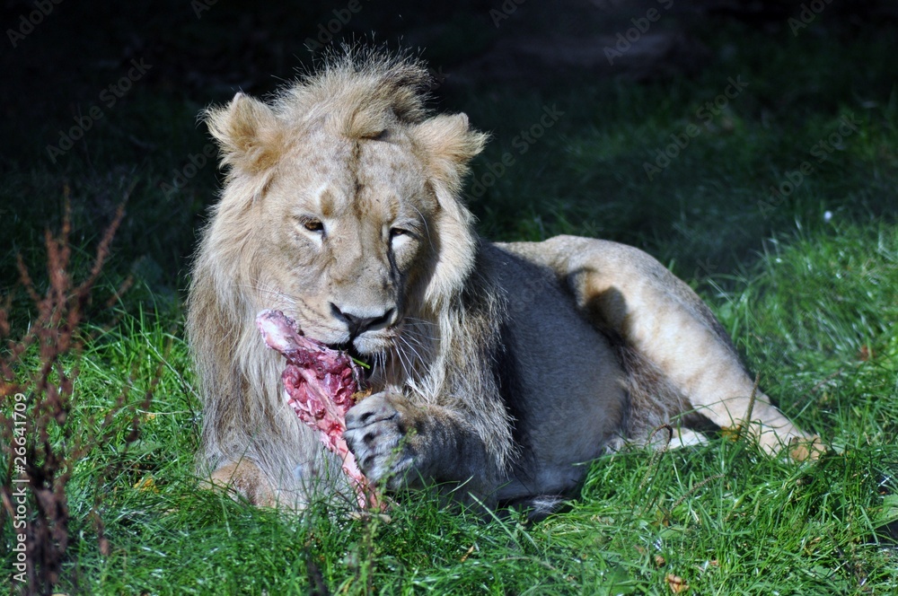 Fototapeta premium Fierce Lion