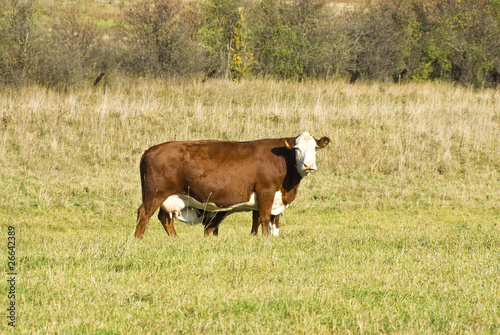 Cow Nursing a Calve