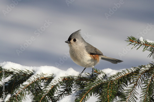 Titmouse On A Stump