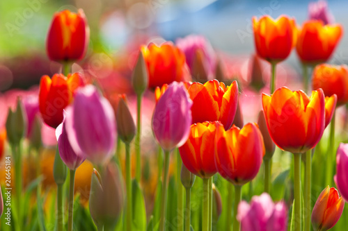 Fototapeta Naklejka Na Ścianę i Meble -  Colorful Tulips