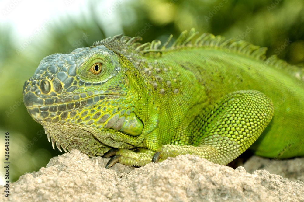 Iguana verde (Iguana iguana)