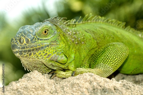 Iguana verde  Iguana iguana 