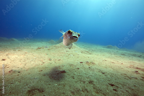 Photography yellowspotted burrfish and ocean