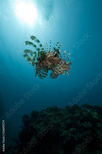 lionfish and ocean