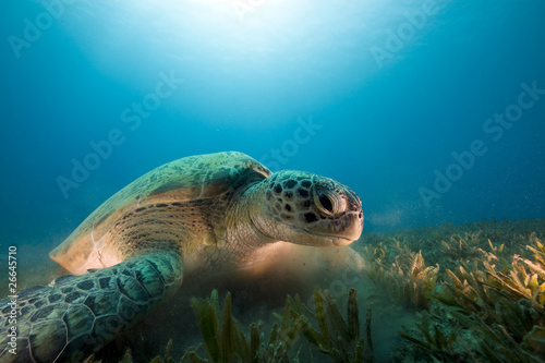 green turtle feeding on seagrass © stephan kerkhofs