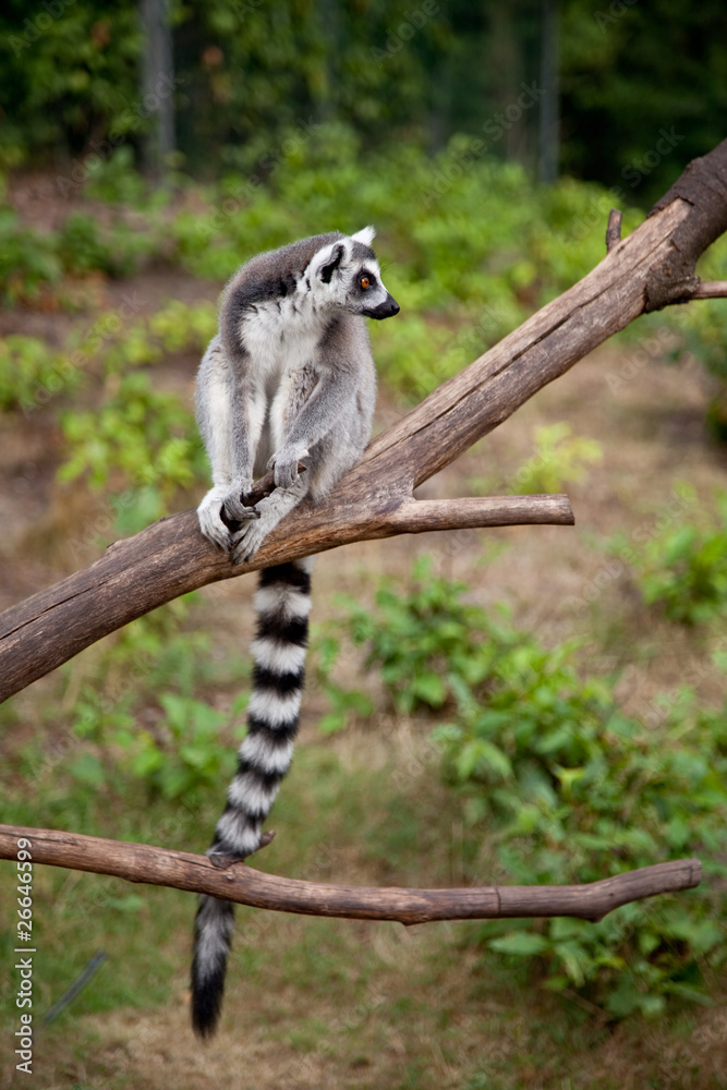 Fototapeta premium ring tailed lemur