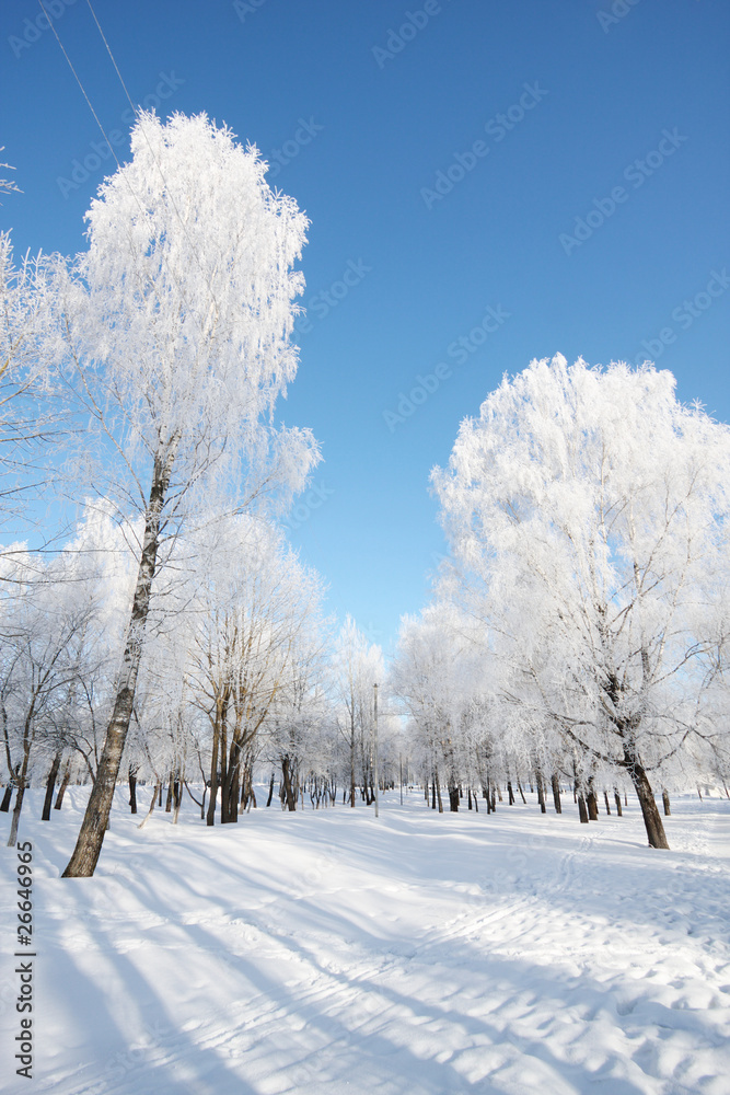 winter landscape