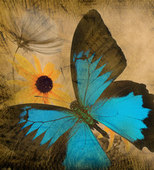 Fototapete Schmetterlinge im Grunge Antike Schmetterling Papier Textur  © Lukas Gojda