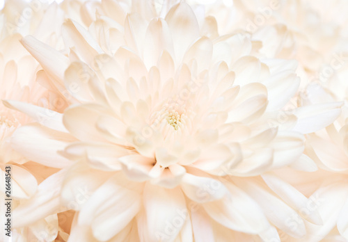 Abstract chrysanthemum close-up