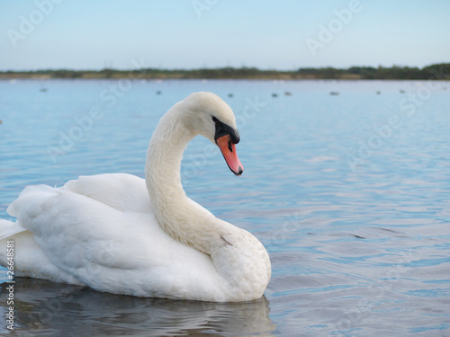 A floating whooper swan in Hokkaido