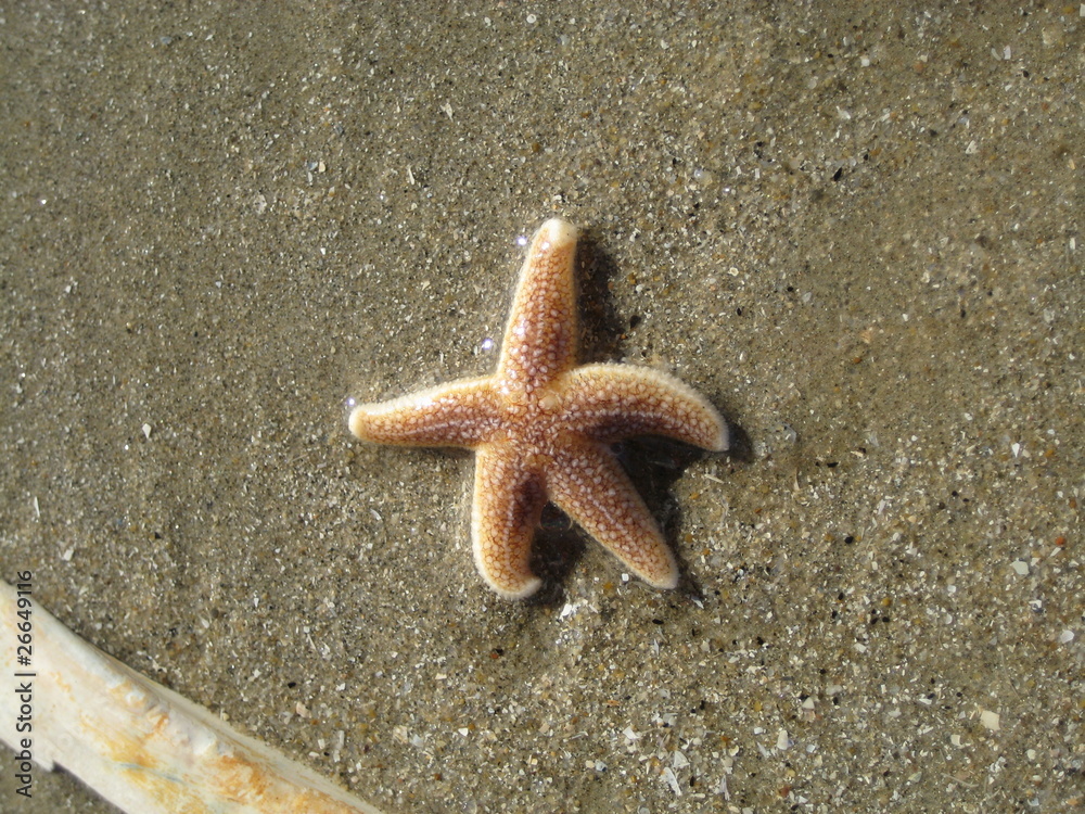 Seestern Sea Star Starfiish