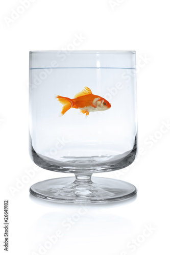 Goldfish swimming in wineglass