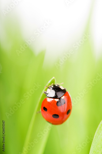 close-up of ladybird on the blade of grass