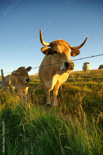 Fototapeta Naklejka Na Ścianę i Meble -  Animal ferme vache 47