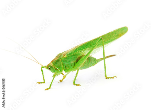 grasshopper © cristi180884