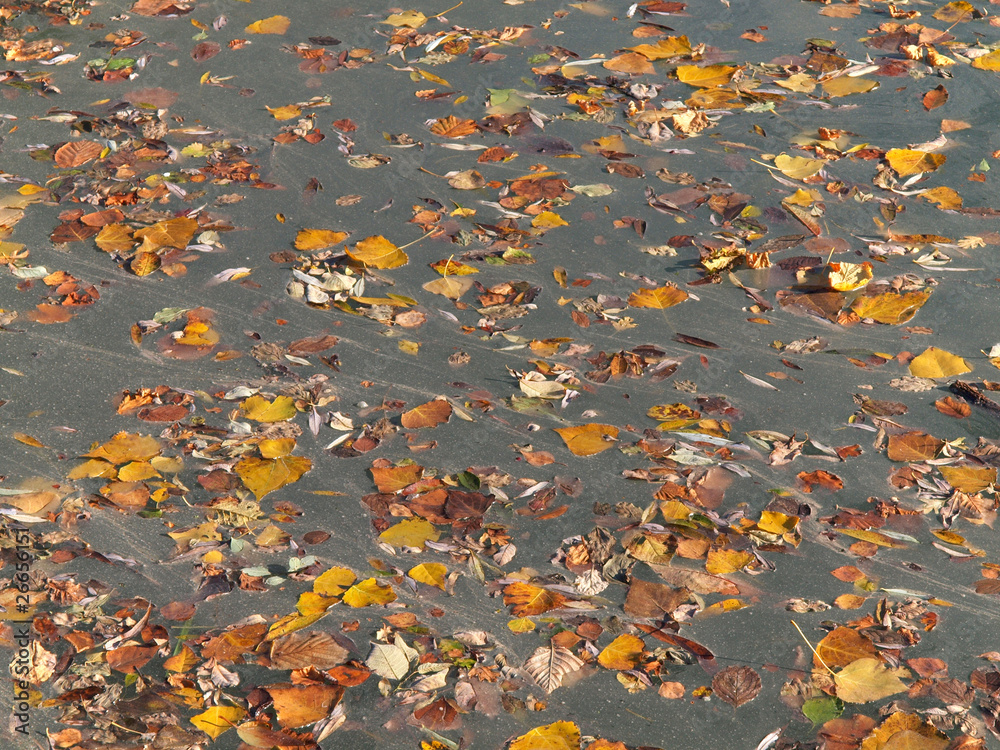 Laub im Wasser Laub im Wasser