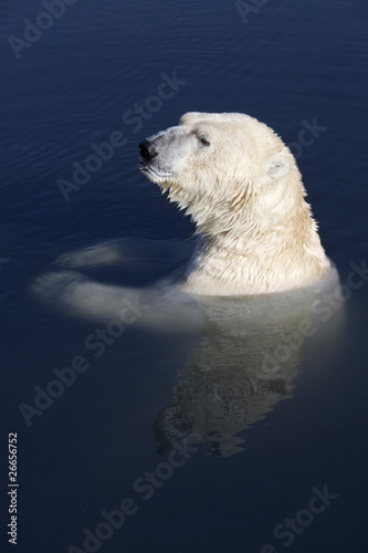 Ice Bear