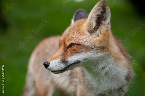 Red Fox (Vulpes vulpes) © lightpoet